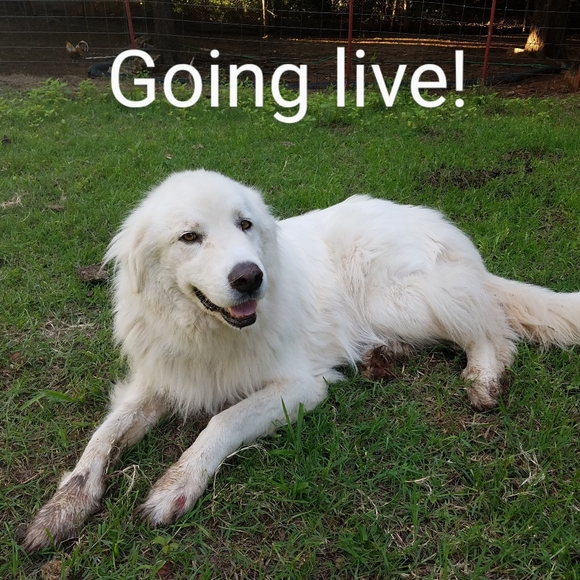 @thecatshack is live! Pop in and say Hi! - Picture 5 of 11